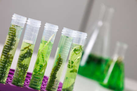 research and Biotech science Scientists are developing research on algae. Bio-energy, biofuel, energy researchの写真素材