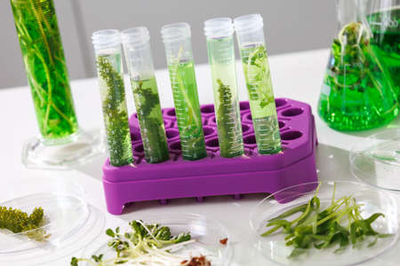 research and Biotech science Scientists are developing research on algae. Bio-energy, biofuel, energy researchの写真素材