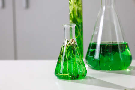research and Biotech science Scientists are developing research on algae. Bio-energy, biofuel, energy researchの写真素材