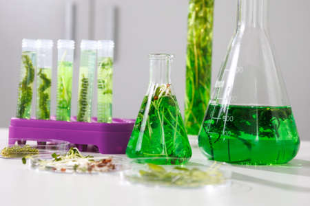 research and Biotech science Scientists are developing research on algae. Bio-energy, biofuel, energy researchの写真素材