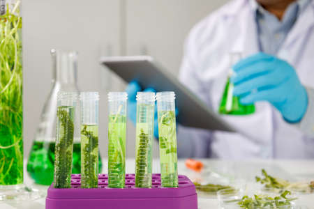 biotechnology Doctor using tablet and check with biofuel industry project, Algae research in industrial laboratories for medicine    Medical science and biotechnology.の写真素材