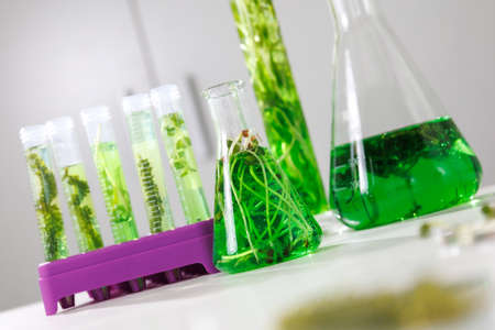 research and Biotech science Scientists are developing research on algae. Bio-energy, biofuel, energy researchの写真素材