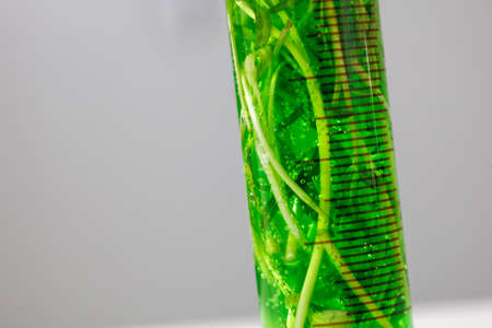 research and Biotech science Scientists are developing research on algae. Bio-energy, biofuel,...