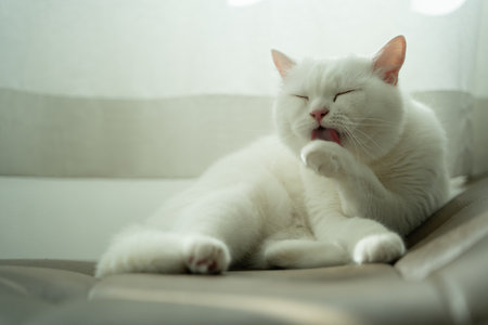 happy Cat pet licks fur cat cleansing grooming body cat licking its paw close-up in sofaの写真素材