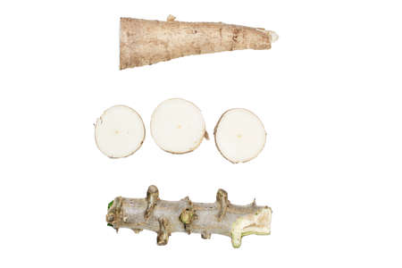 cassava isolated on white background, cassava for tapioca flour industry, raw manioc cassava in top viewの写真素材