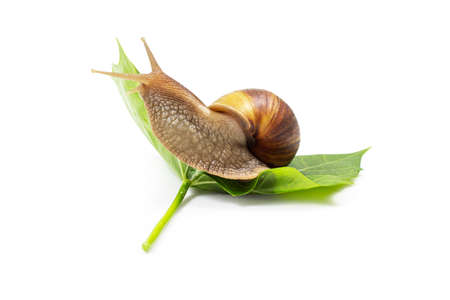 Snail in shell crawling on the  leaf. Another name of snail is, Helix pomatia also Roman snail, Burgundy , edible snail or escargot. On a white backgroundの写真素材