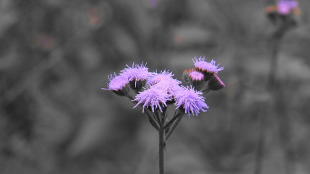 purple flower