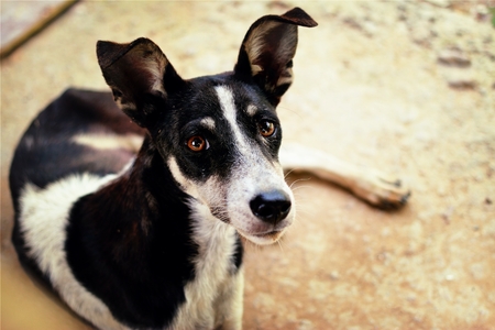 dog looking forの写真素材