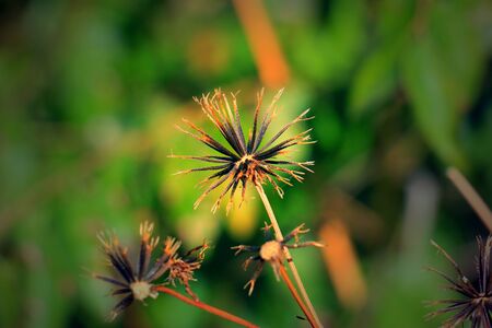 grass flower