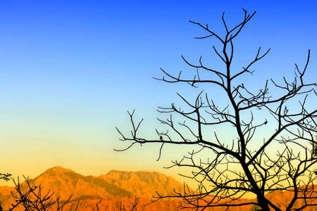 spring treeの写真素材