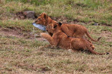 two lion cubs practice hunting on a crushed bottle of water in Masai Mara, Kenuaの写真素材