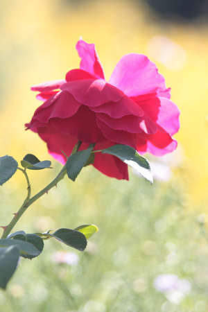 Rose up closeの写真素材