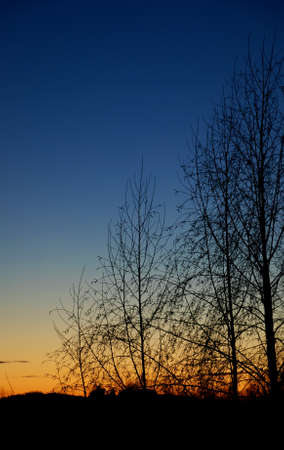 Sunset Through Treesの写真素材