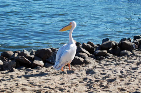 Great White Pelicanの写真素材