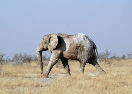 African Elephantの写真素材