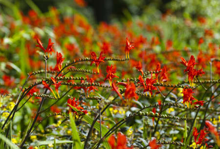 Montbreciaの写真素材