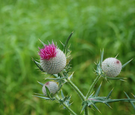 Thistleの写真素材