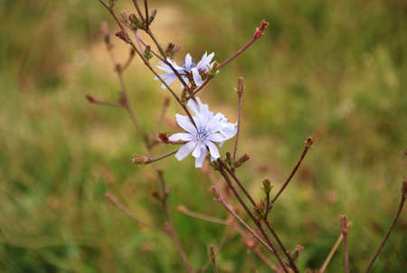 Flowerの写真素材