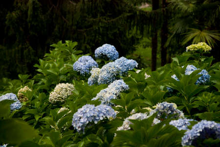 Hydrangeasの写真素材