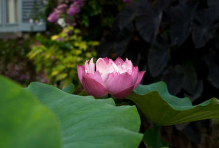 Lotus flowerの写真素材