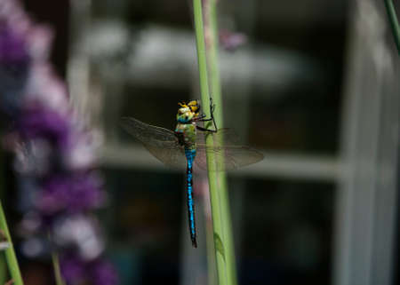 Dragonflyの写真素材