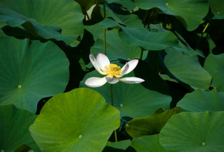 Lotus flowerの写真素材