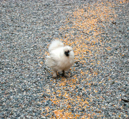 Fluffy chicken eating seedの写真素材