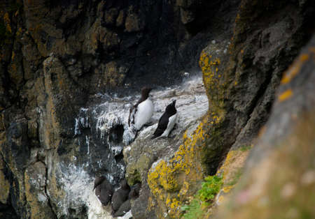 Razorbills on the Causeway Coast