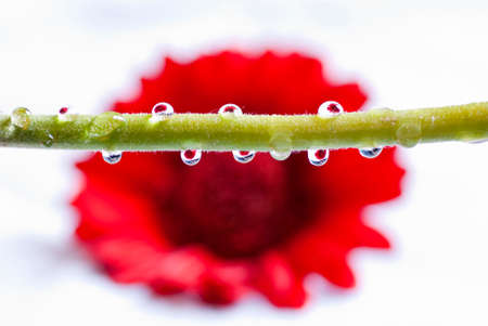Water drops on a gerbera stemの写真素材