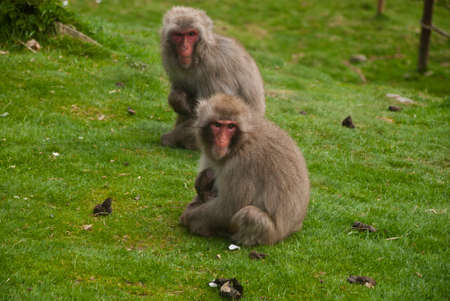 Snow monkeys at the Highland Wildlife Parkの写真素材