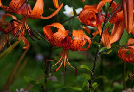 A beautiful orange lily plant in a gardenの写真素材