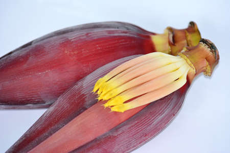 Two Bananas flowerの写真素材