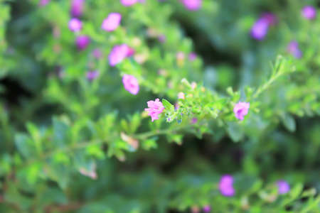 bloomの写真素材