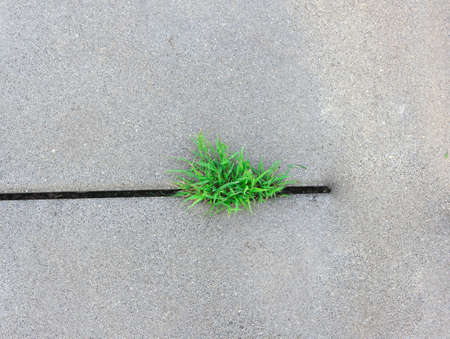 grassの写真素材