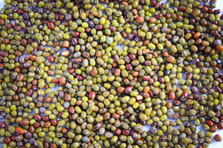 green beanの写真素材