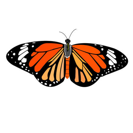butterflyのイラスト素材