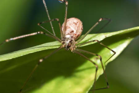 spiderの写真素材