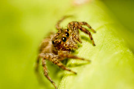spider