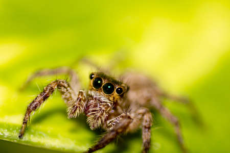 spider