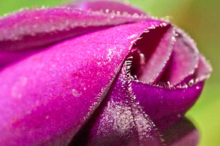 flowerの写真素材