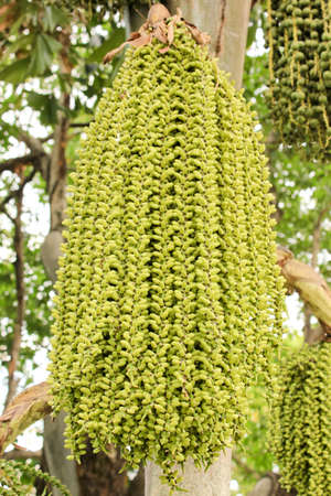 palm treeの写真素材