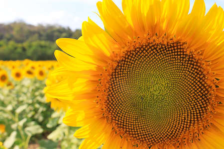 Beautiful landscape with sunflower field