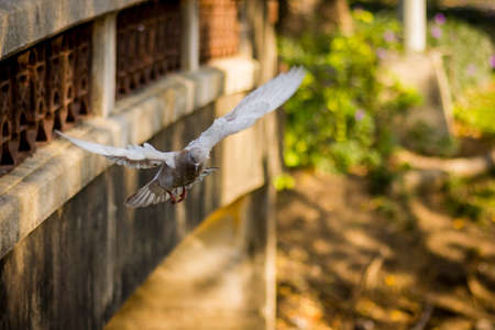 Pigeons flyingの写真素材