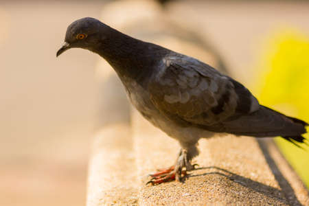 Pigeon closeupの写真素材