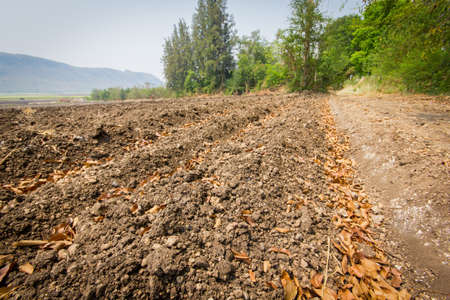 sugarcaneの写真素材