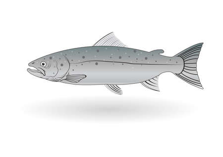 salmon on white backgroundのイラスト素材