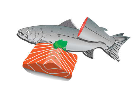 Fresh Salmonのイラスト素材