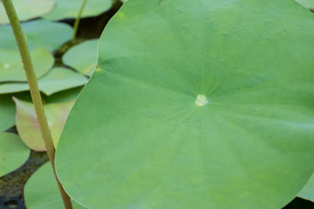 The leaf of lotus on the outdoorの写真素材