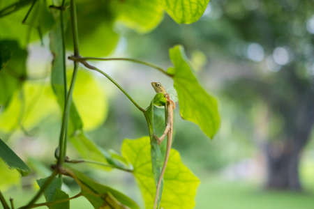 chameleonの写真素材