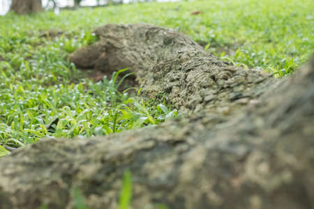 closeup tree rootsの写真素材